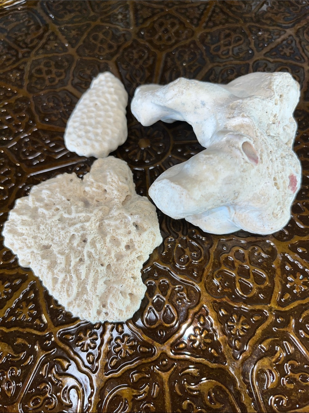 Misc coral